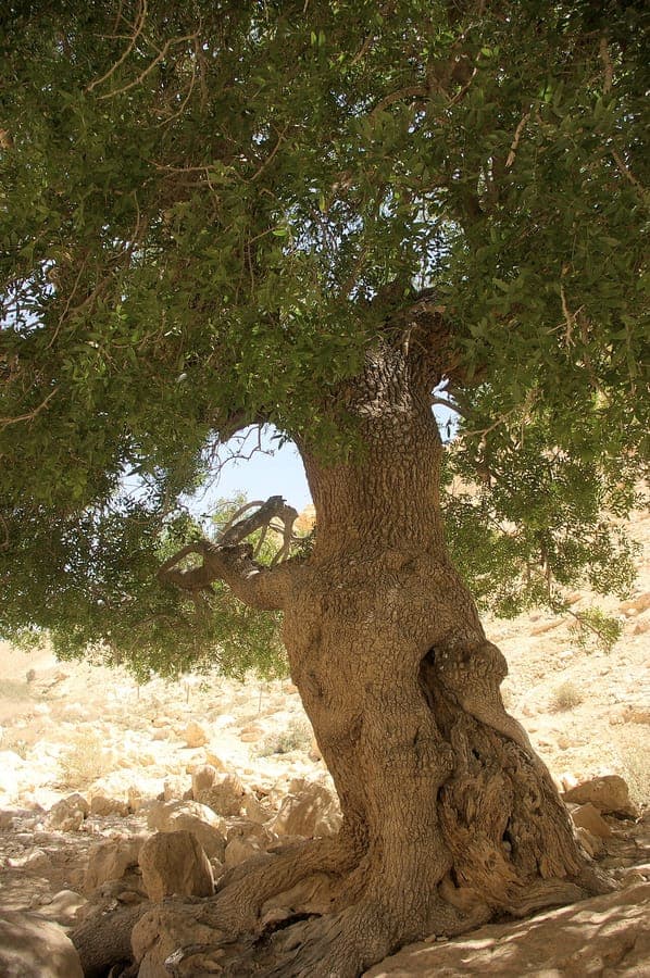 Pistacia atlantica tree showing characteristic compound leaves and developing fruit