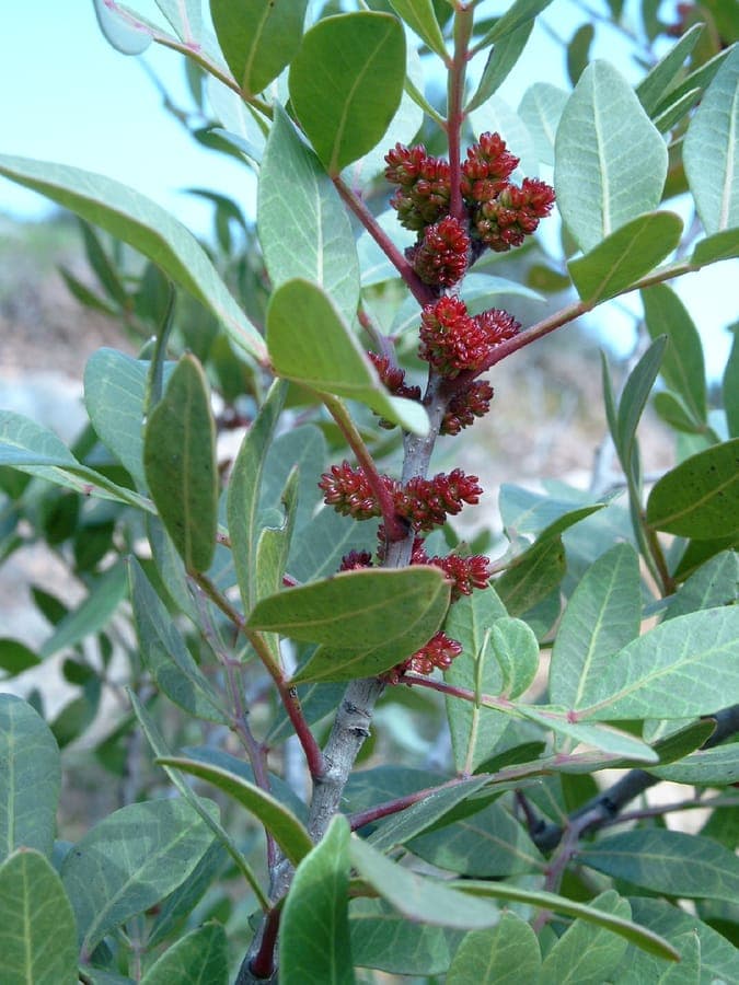 Pistacia lentiscus mit aromatischem Laub