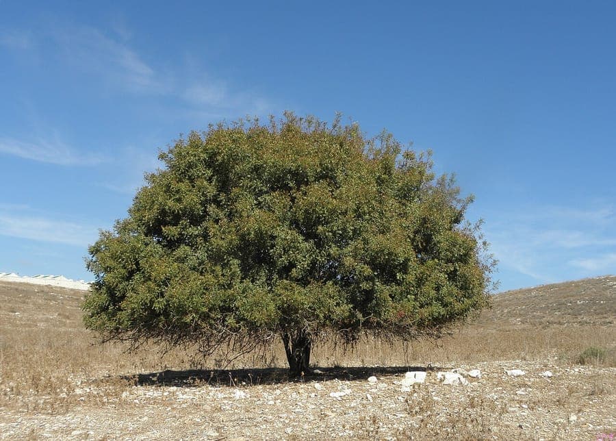 Pistacia terebinthus met rode vruchten