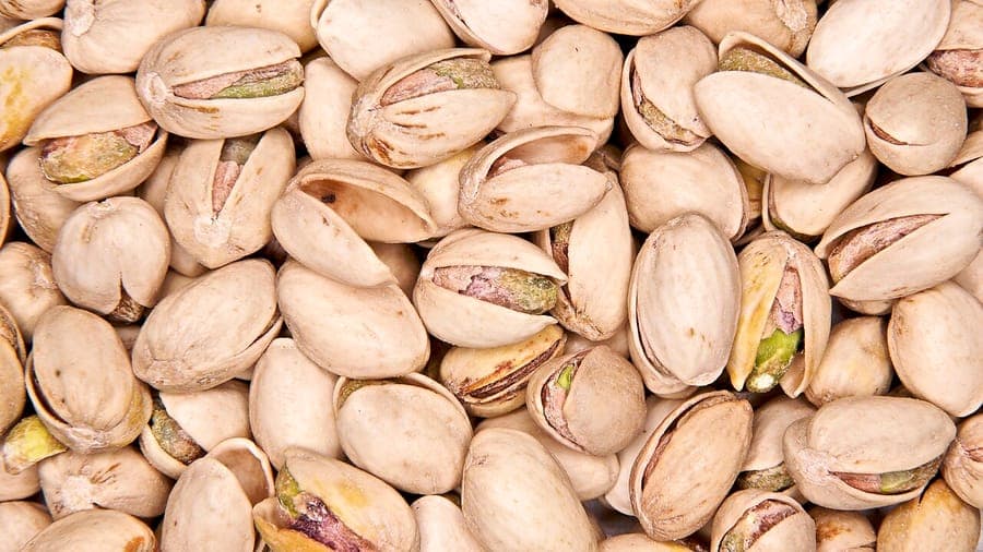 Pistachio nuts on Pistacia vera branch