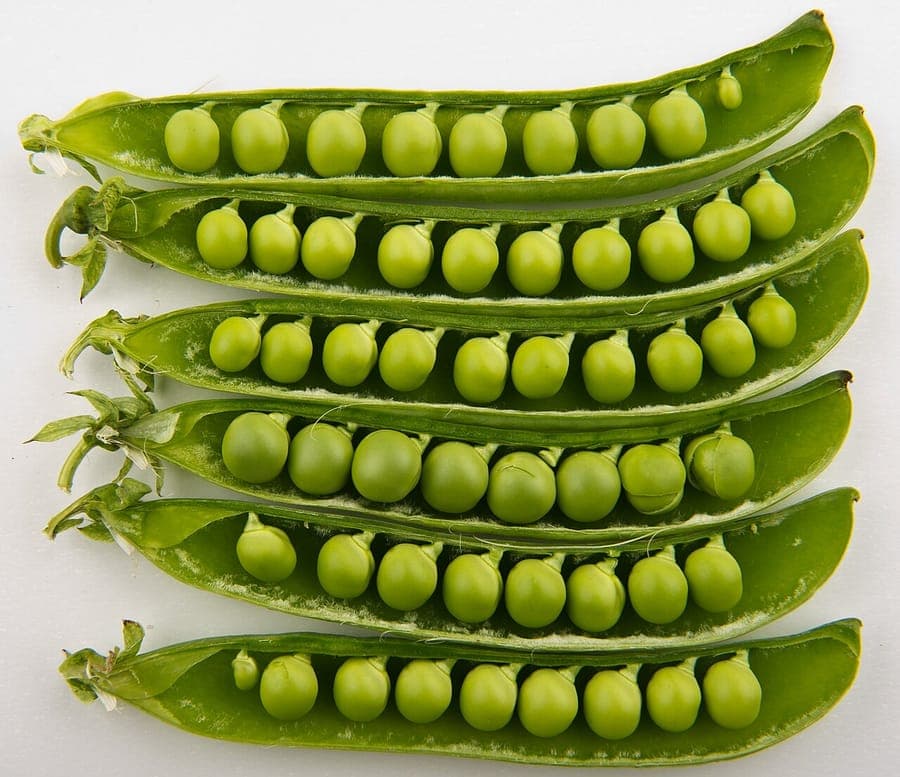Green garden peas in their pods on the plant