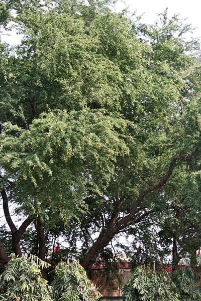 Arbre Pithecellobium dulce avec gousses