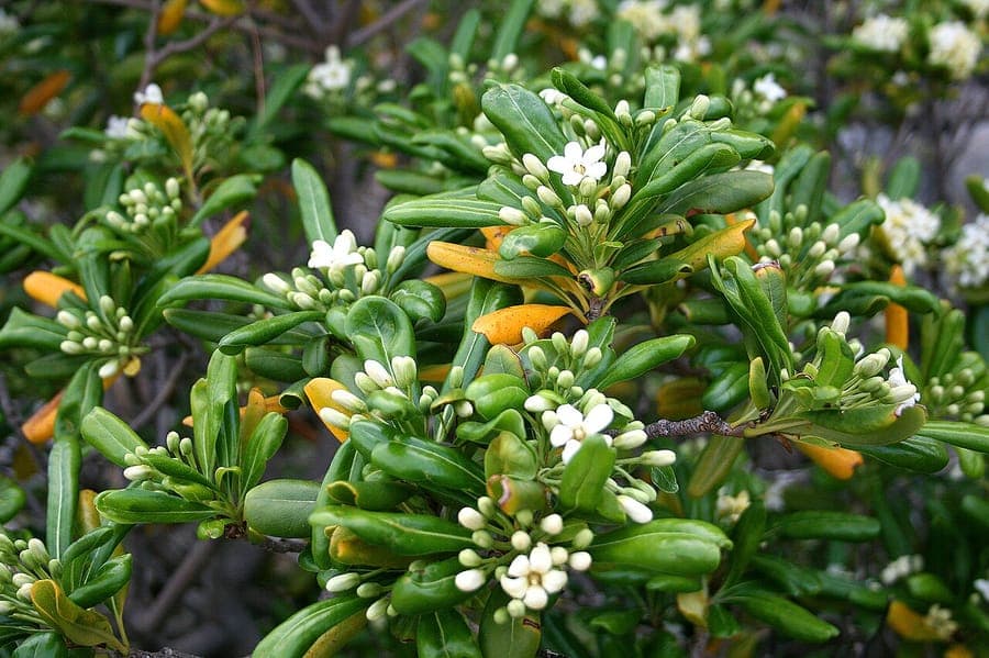 Pittosporum tobira avec feuilles vertes brillantes et fleurs blanches