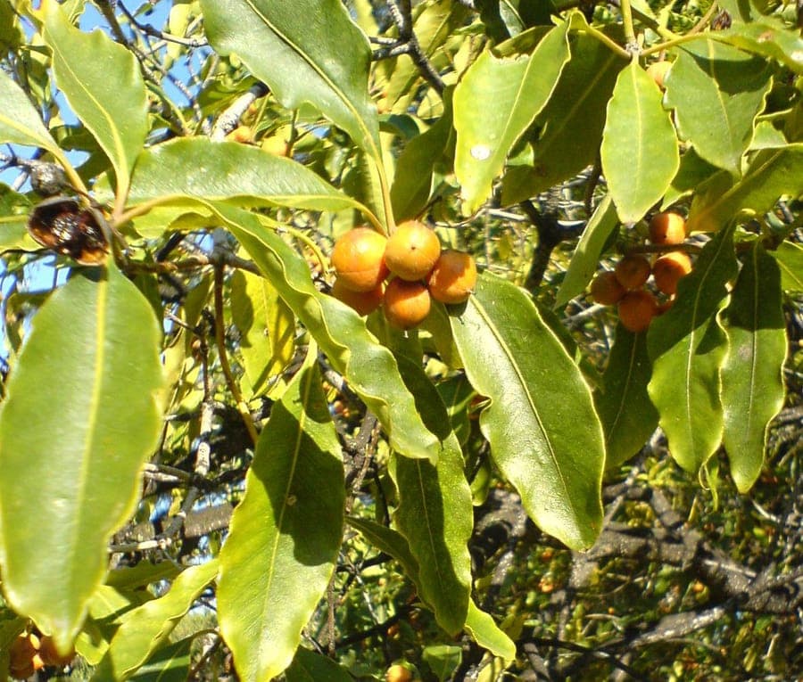 Welliges Laub von Pittosporum undulatum mit Blüten