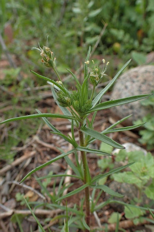 Plantago afra met harige stengels en bloemen