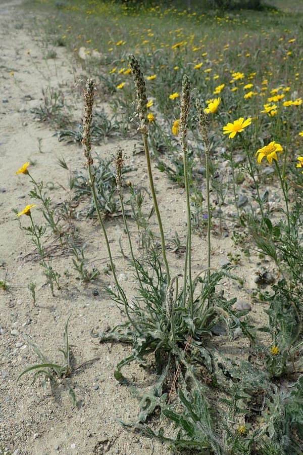 Plantago albicans whitish plantain with silvery leaves and yellow flowers