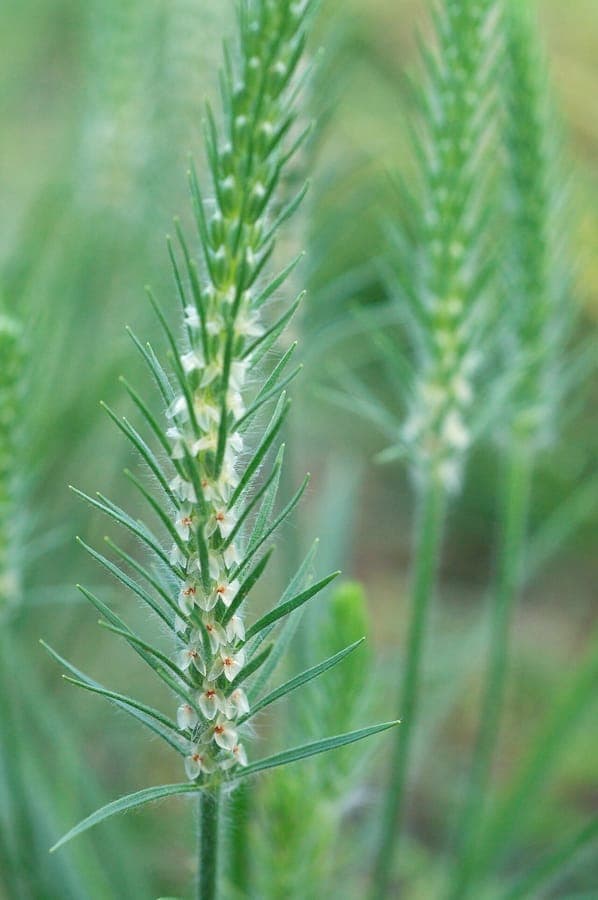 Bracted plantain with characteristic bristly flower spikes