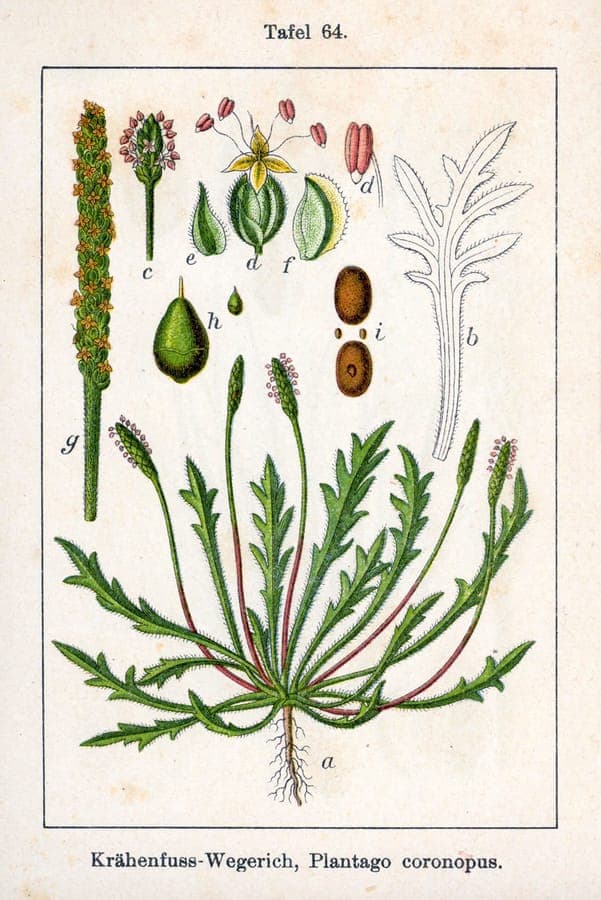 Plantago coronopus avec feuilles dentelees distinctives et epis floraux