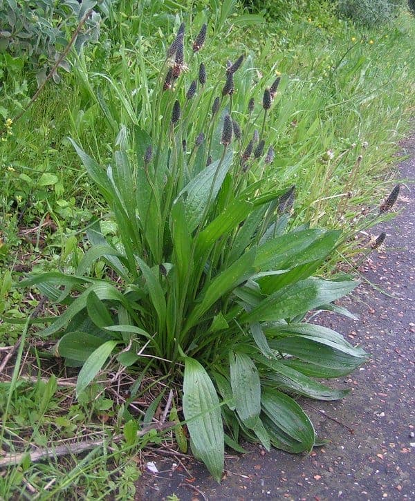 Plantago lanceolata with lanceolate leaves and flower spikes
