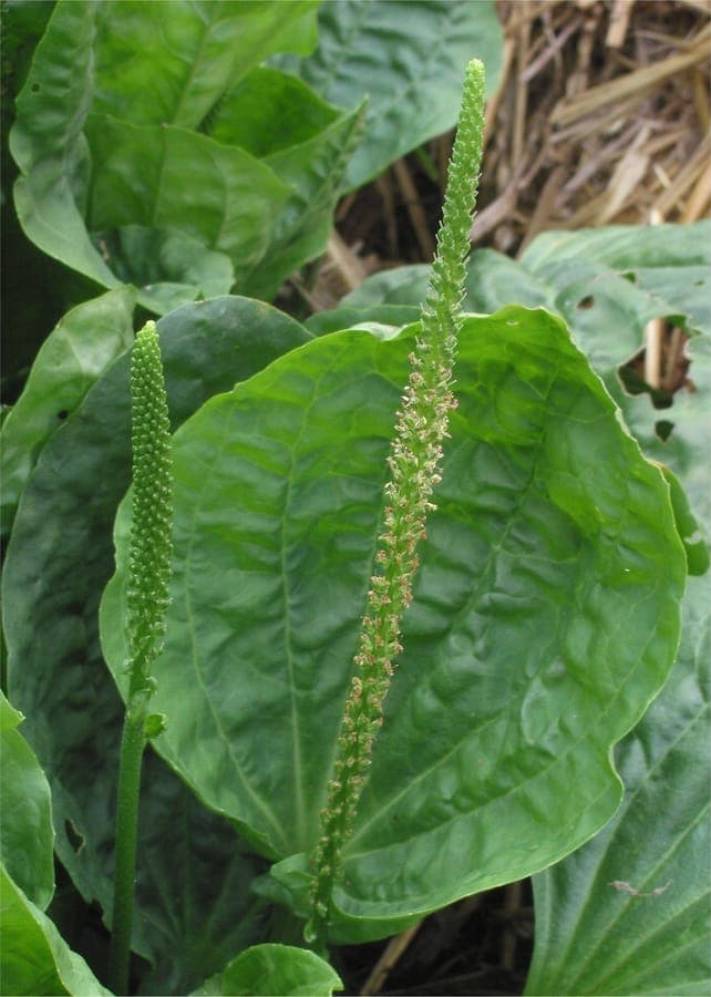 Plantago major met brede bladrozet en bloemen