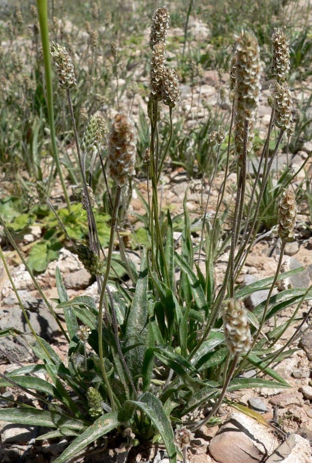 Plant of Plantago ovata with seeds and flowers