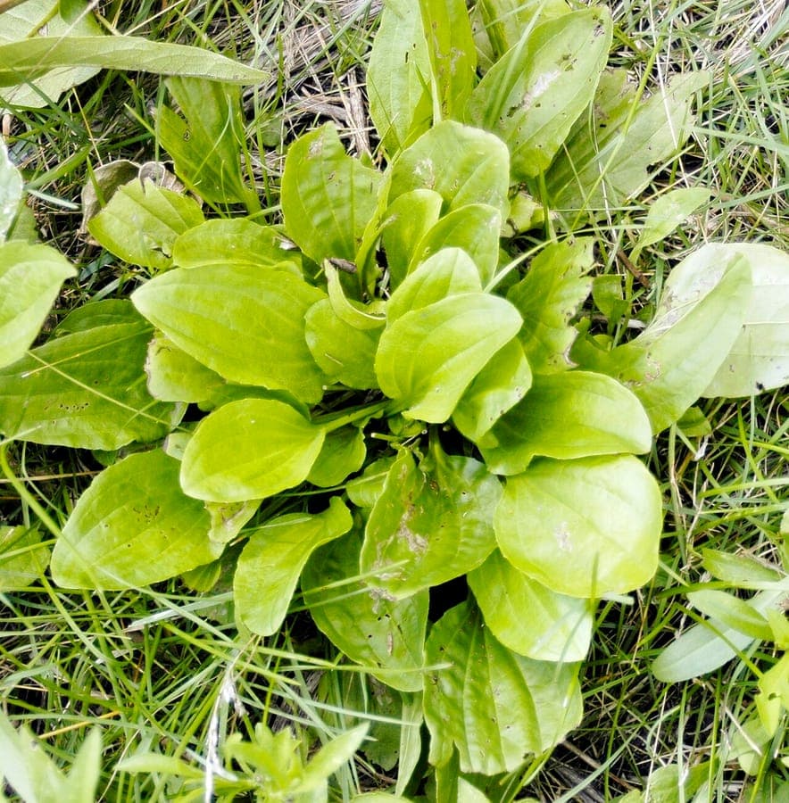 Rugels plantain with characteristic basal rosette and flowering spikes