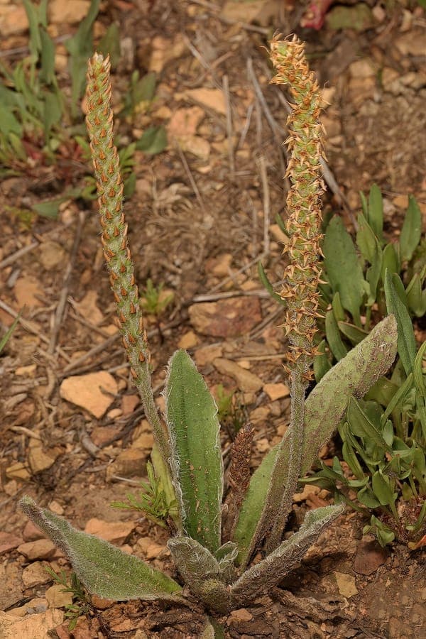 Plante Plantago virginica montrant des epis de fleurs caracteristiques