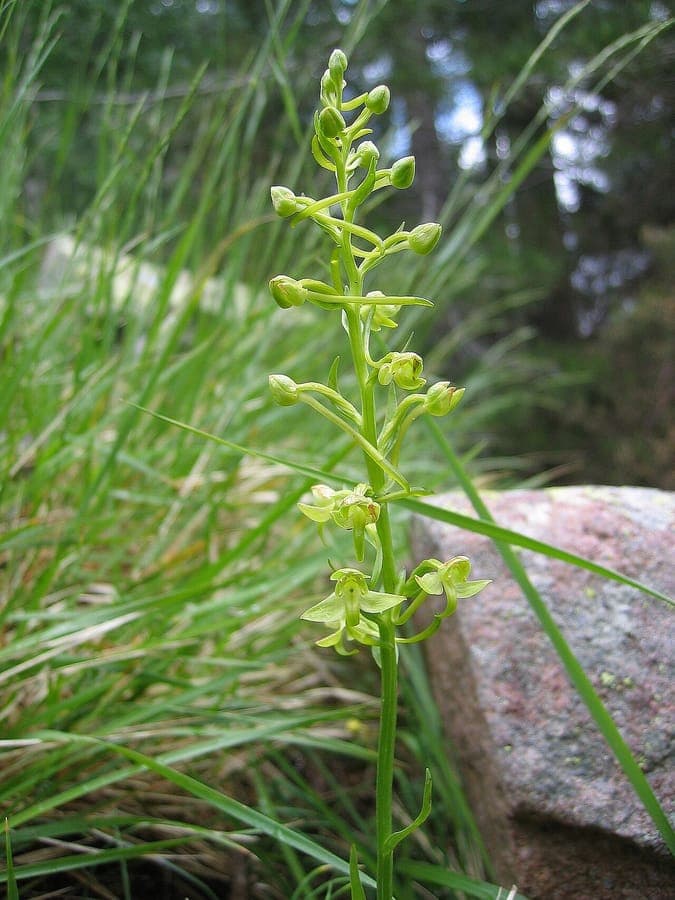 Platanthera algeriensis groene orchideebloemen in hun natuurlijke habitat