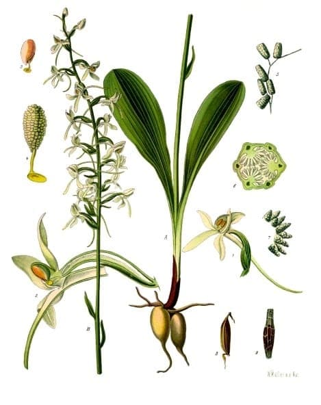 Orchidee papillon blanc avec fleurs blanches delicates parfumees en lisiere