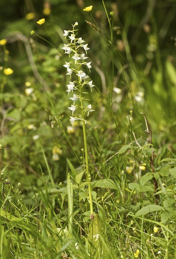Orchidee papillon blanc grande avec fleurs vert-jaune parfumees ombre forestiere