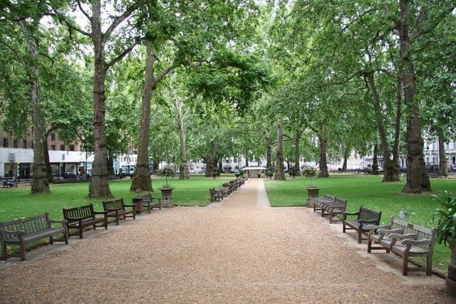 A mature London planetree in spring showing its flaking bark and bright green foliage