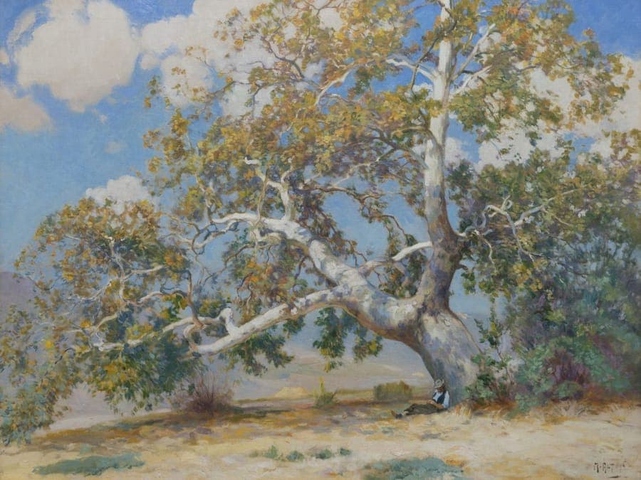 California sycamore with distinctive exfoliating bark pattern
