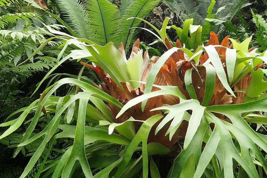 Geweihfarn (Platycerium bifurcatum) zeigt charakteristische bifurkative Wedel, die Geweihhorner in natürlichem Waldhabitat ähneln