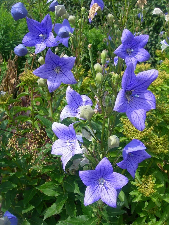 Blauwe ballonbloemen in bloei in een zomertuin