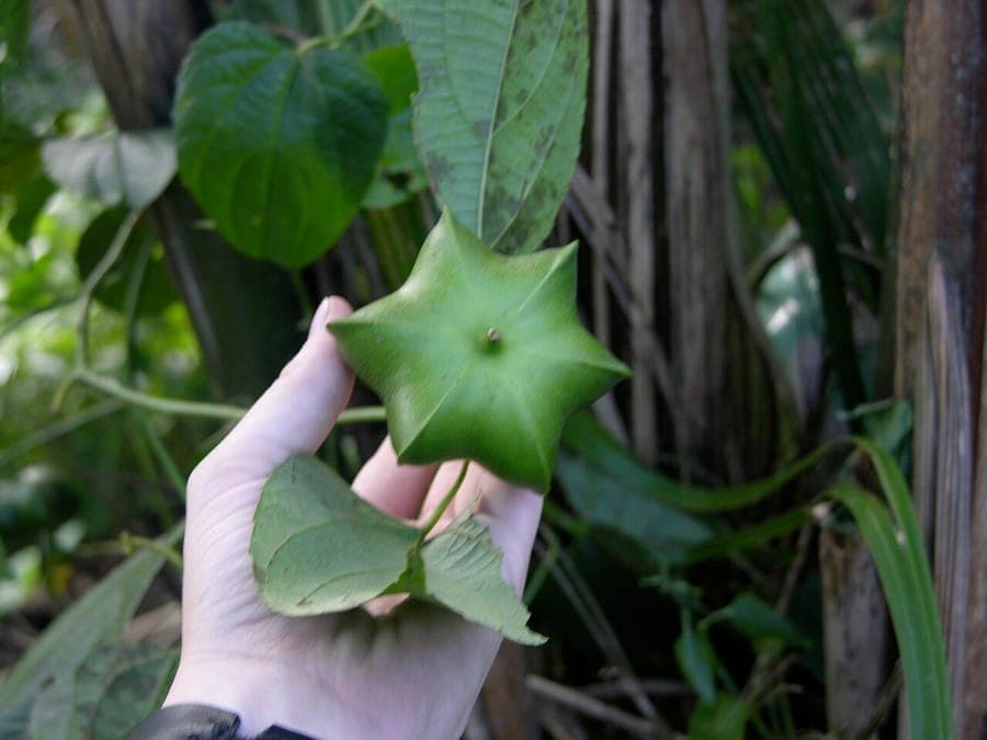 Sacha Inchi plant with characteristic four-pointed fruits
