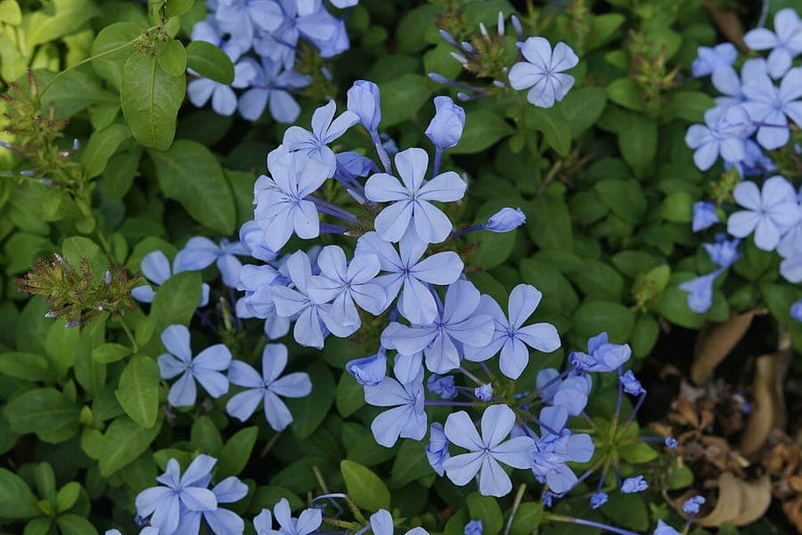Plumbago avec fleurs bleues sur support de grimpante