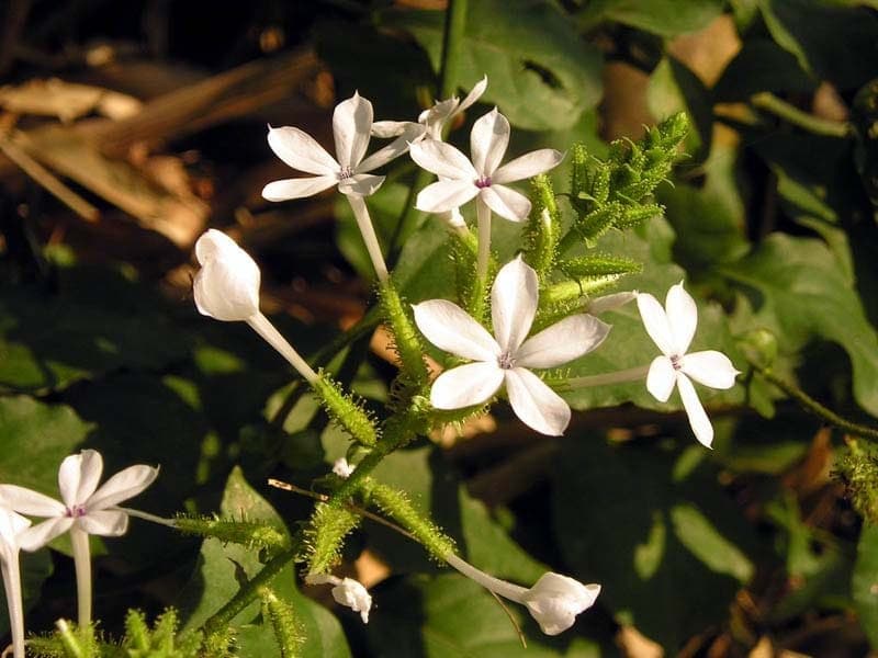 Ceylon Leadwort with white flowers in loose clusters