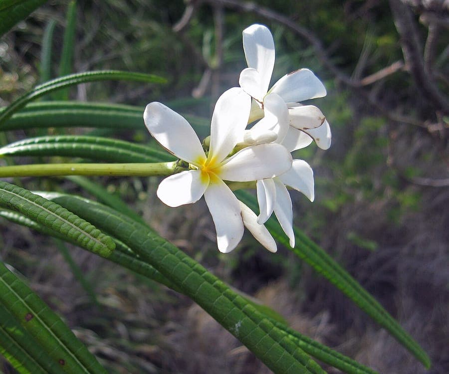 Plumeria alba white flowers with heart-shaped petals