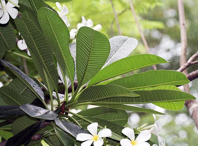 Plumeria obtusa flowers with white and yellow tones