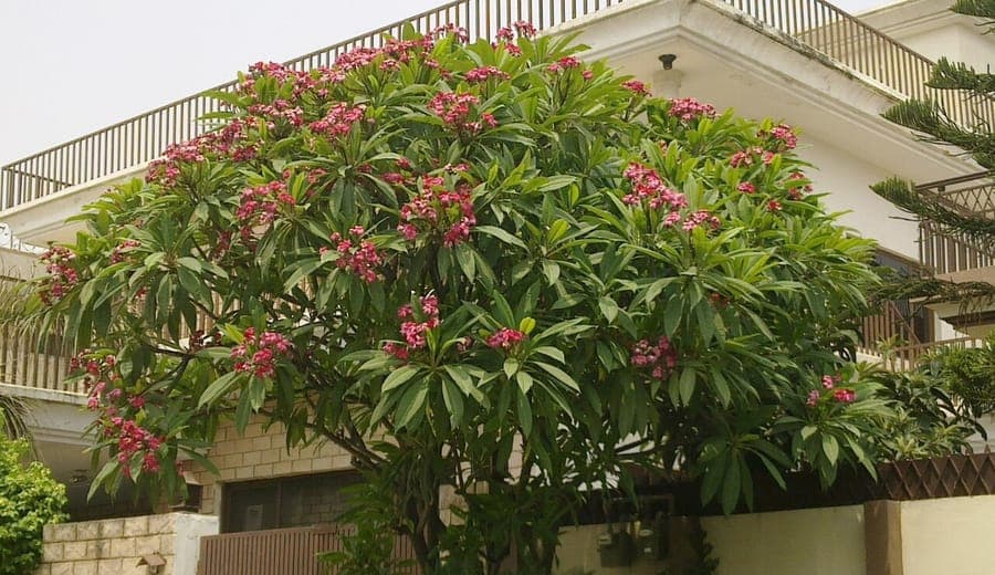 Plumeria rubra red and pink flowers with deep texture