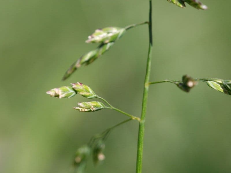 Poa annua jaehrliches Rispengras in Blute mit grunen Rispen
