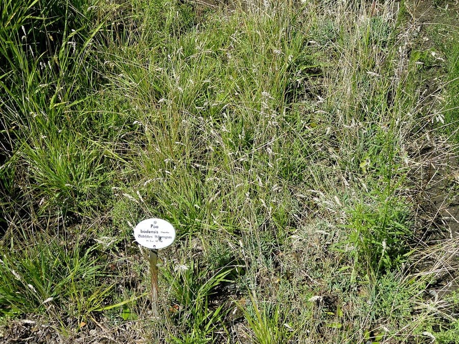 Baden's bluegrass plant showing delicate green flower panicles