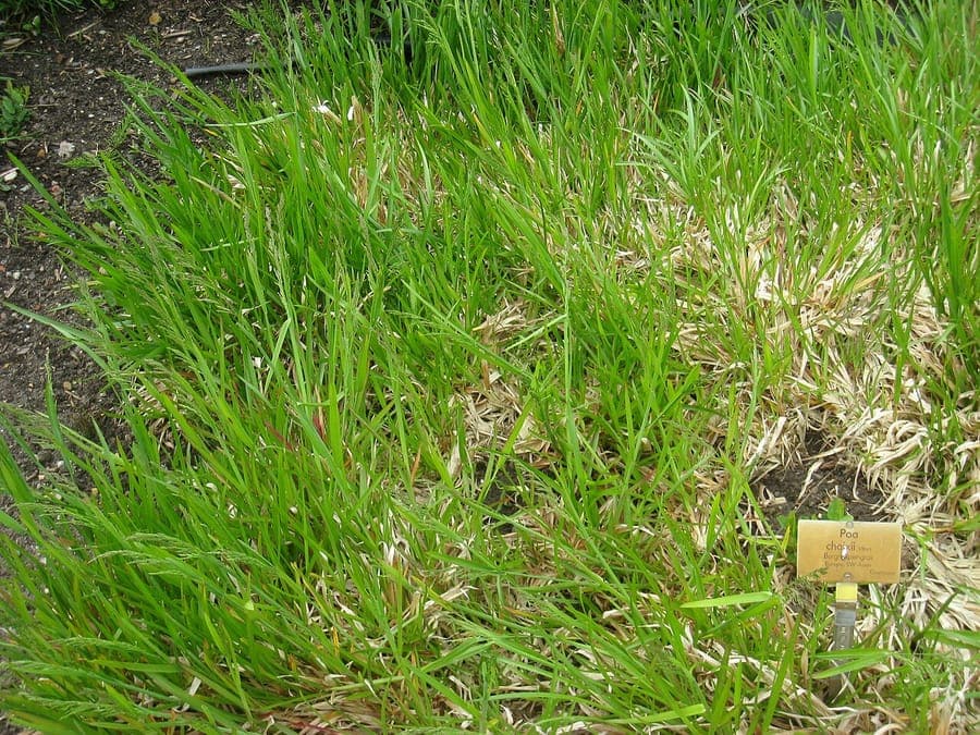 Poa chaixii broadleaf meadow grass with delicate green panicles