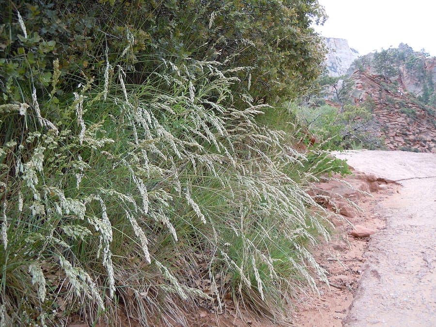 Poa fendleriana paturin de Fendler touffe compacte en milieu naturel
