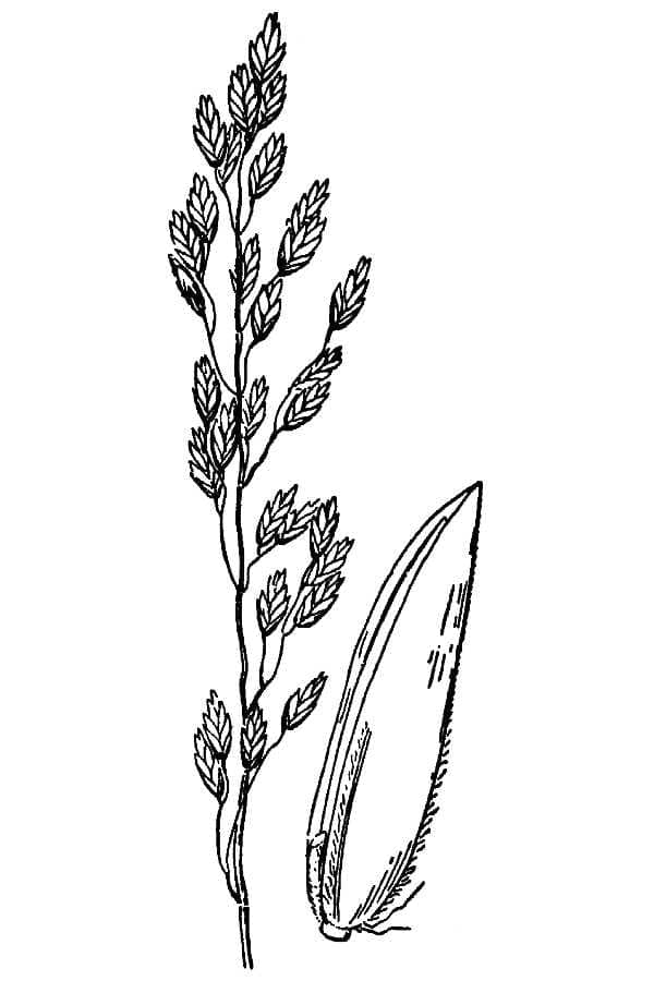 Poa glauca blaugrunes Rispengras mit silberblauem Glanz