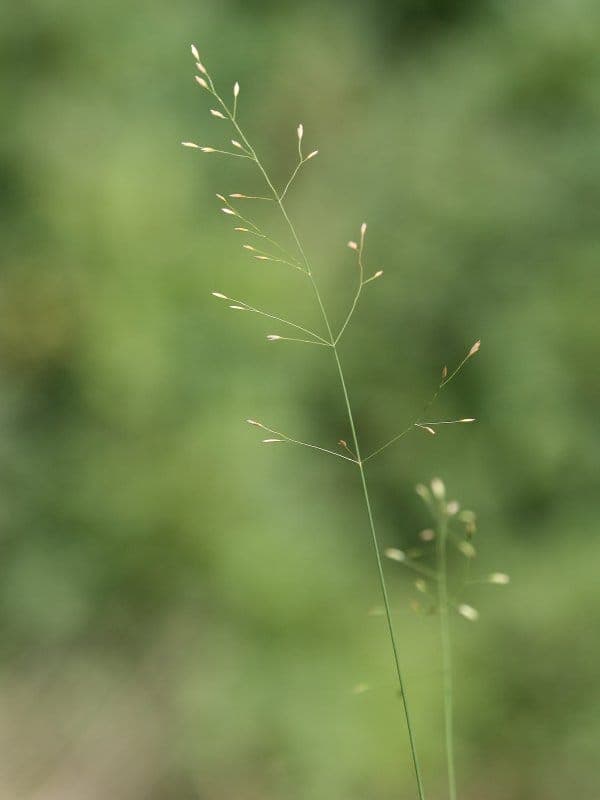 Fowl bluegrass growing in marsh environment