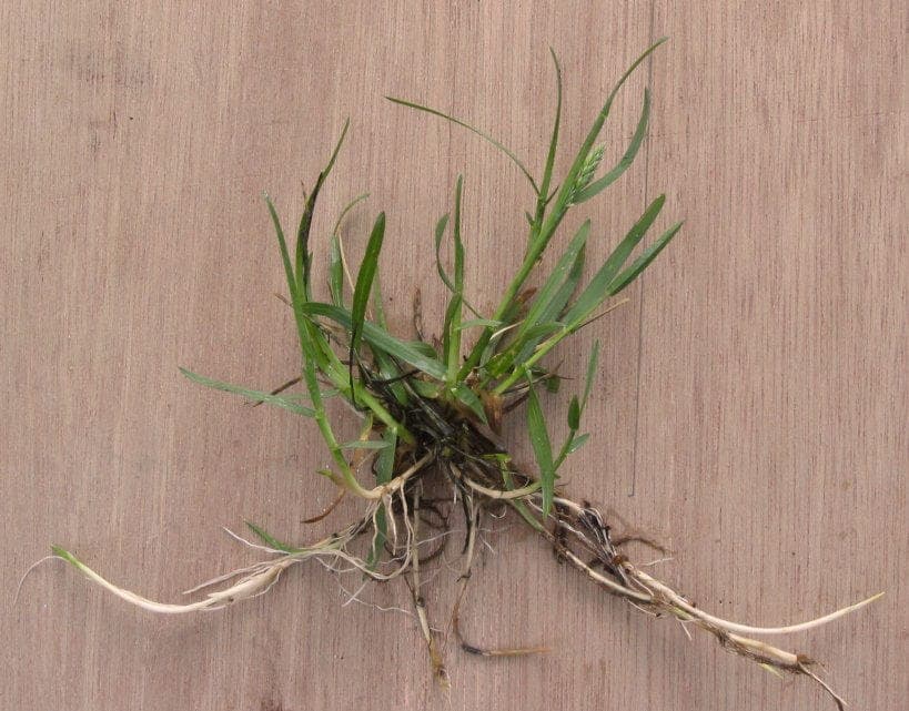 Smooth meadow grass on lawn