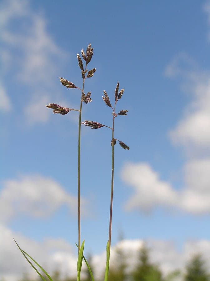 Poa supina Gras mit feiner Textur und blühenden Blütenrispen