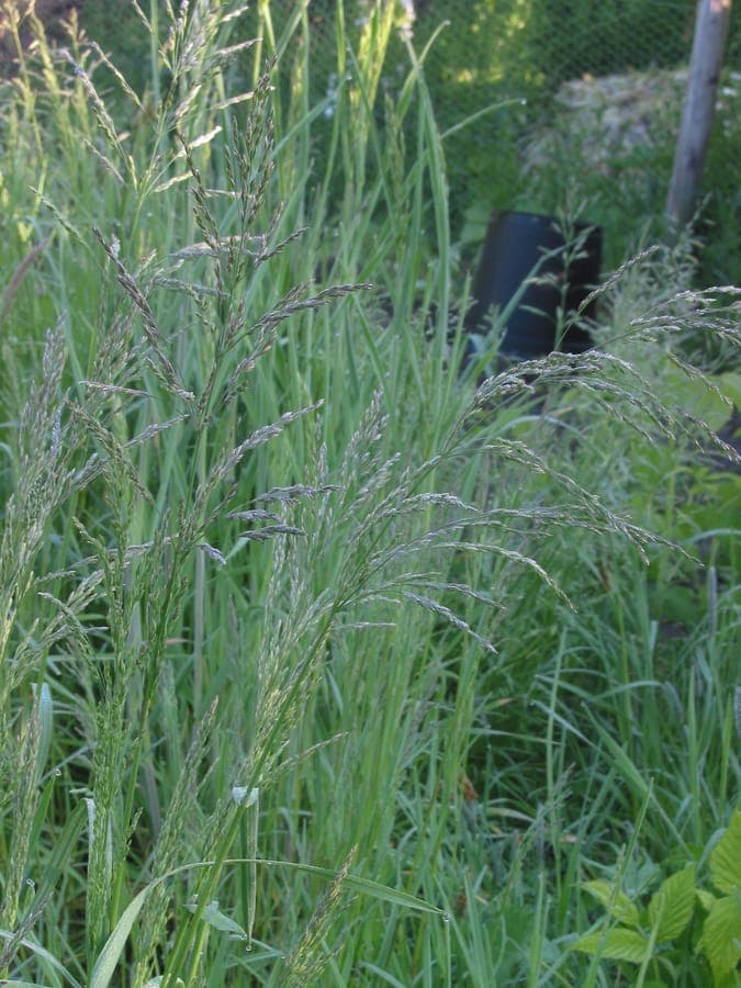 Rough bluegrass growing in shade and wet conditions