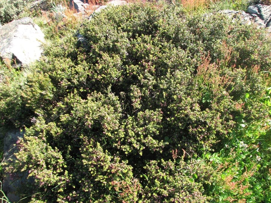 Podocarpus lawrencei compact conifer