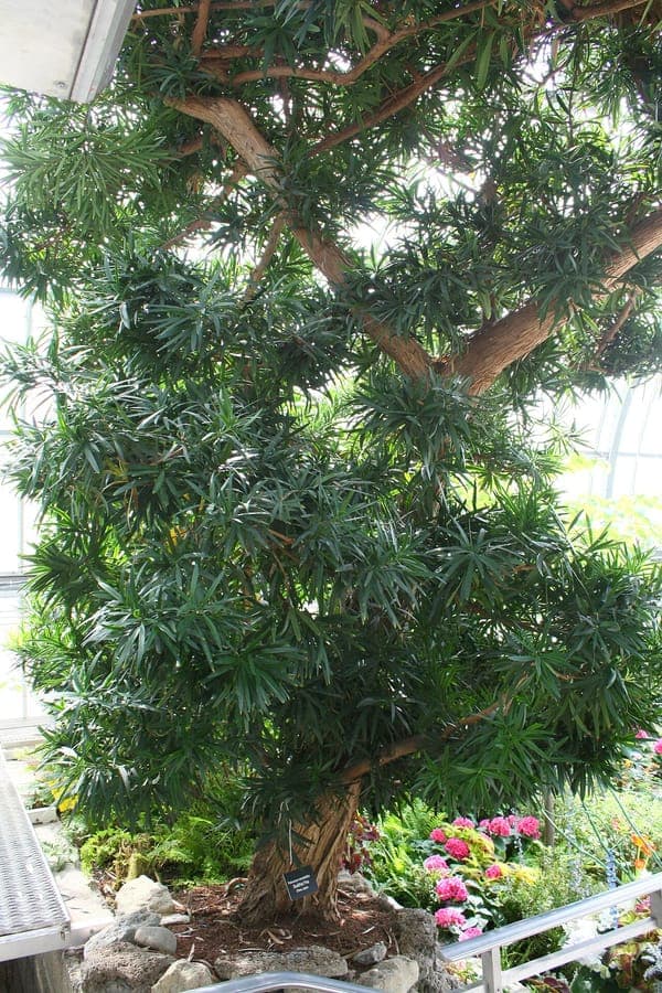 Japanese yew with dense needle foliage and purple ornamental fruits