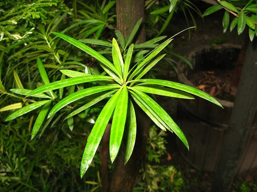 Podocarpus neriifolius tree with dense green needle foliage