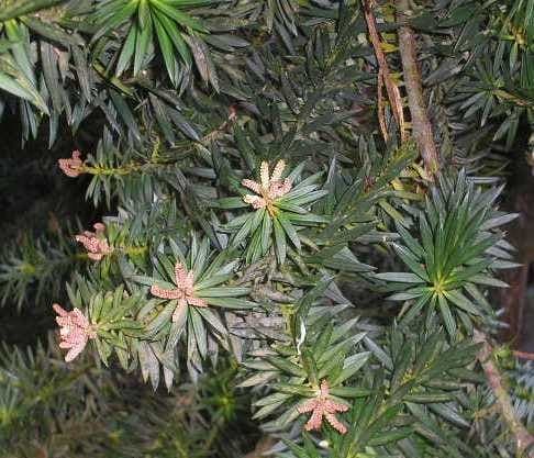 Podocarpus nubigenus Baum mit schlanken blaugrünen Nadeln und pyramidaler Silhouette
