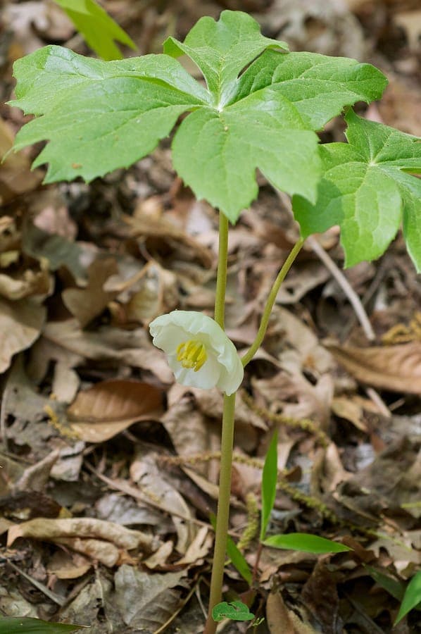 Mayapple plant with characteristic shield-shaped leaves in woodland setting