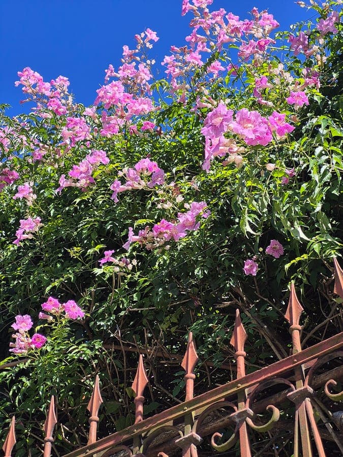 Podranea ricasoliana pink trumpet flowers