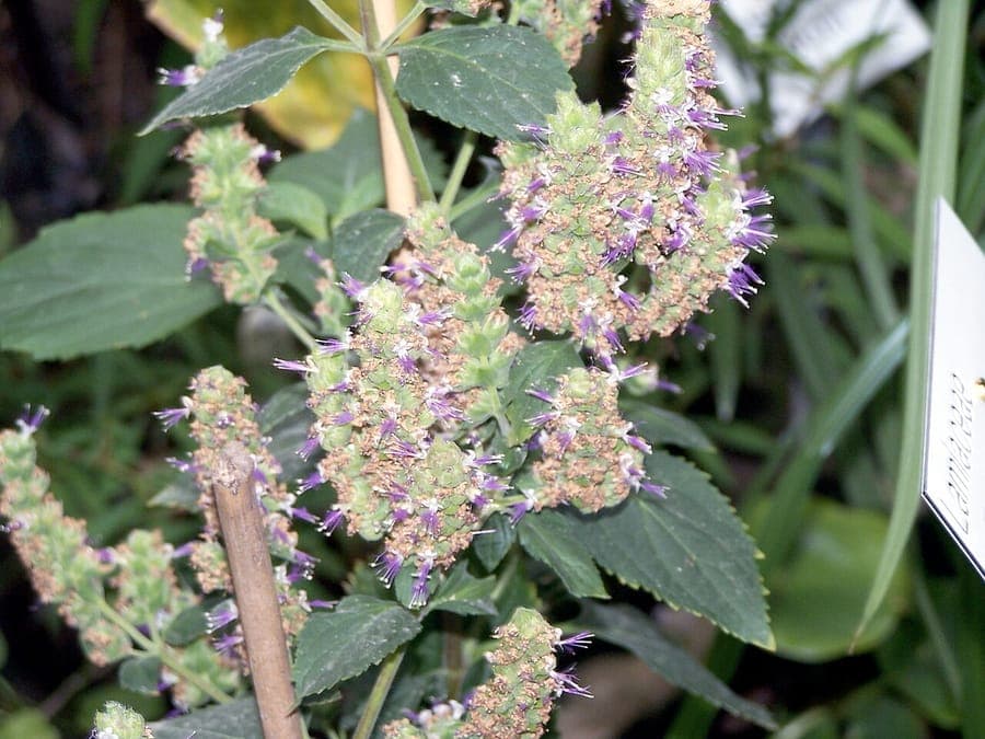 Pogostemon cablin (patchouli) fleurs et feuilles