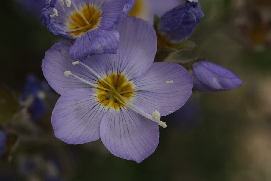 Boreal jacob's-ladder with blue flowers in alpine setting