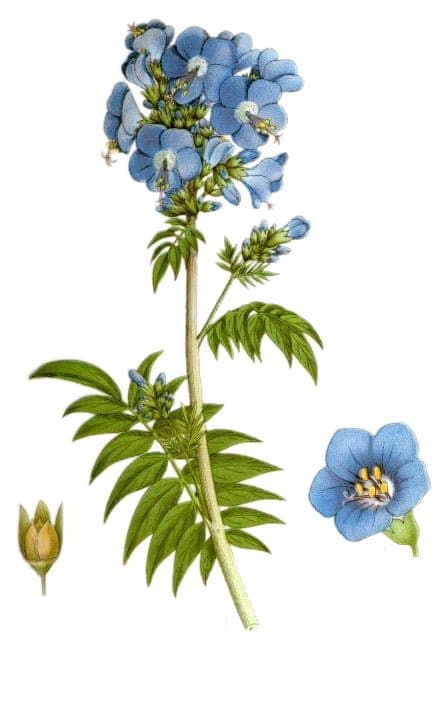 Blaue Himmelsleiter mit blauen Bluten