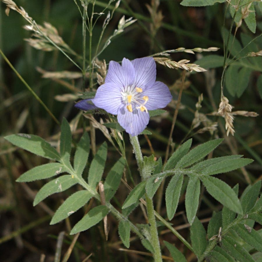 Polemonium foliosissimum showing blue-purple flowers and lush pinnate foliage in a garden border