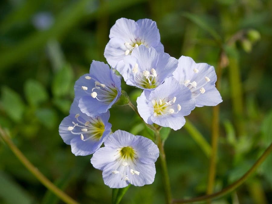 Blauwe bloemen van kruipende Jakobsladder in een vogelkijker setting